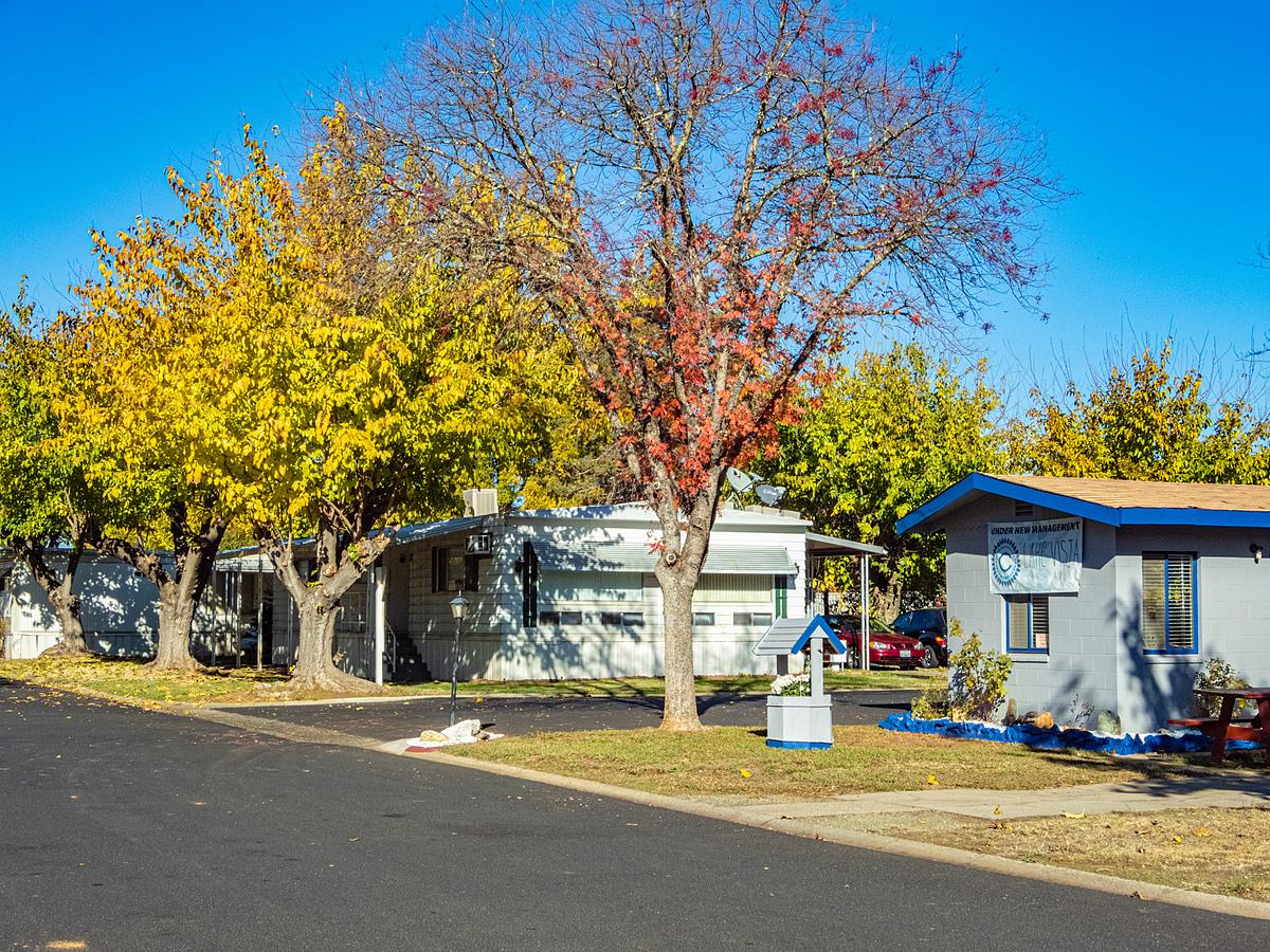 street trees
