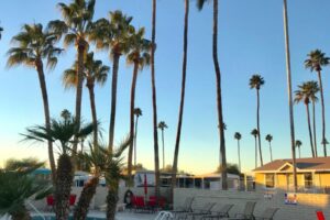 hot tub pool chairs palm trees
